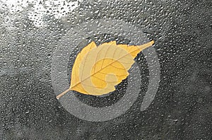 Fallen leaf stuck to the window that gets wet from rain drops. Warm look out the window for autumn.