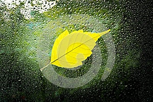 Fallen leaf stuck to the window that gets wet from rain drops. Warm look out the window for autumn.