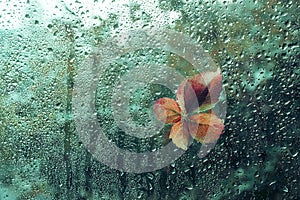 Fallen leaf stuck to the window that gets wet from rain drops. Warm look out the window for autumn.