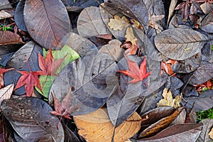 Fallen leaf study in late autumn UK