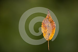 Fallen leaf suspended by spider silk