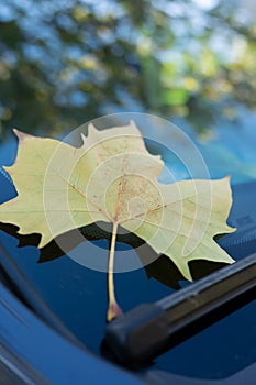 A fallen leaf on top of a car window
