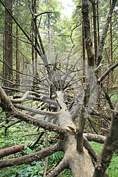 Fallen leafless tree with dry branches