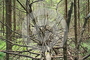 Fallen leafless tree with dry branches