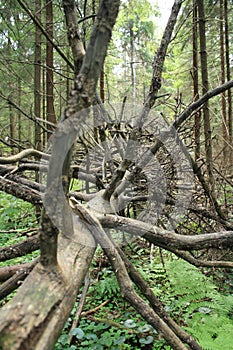 Fallen leafless tree with dry branches