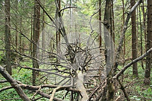 Fallen leafless tree with dry branches