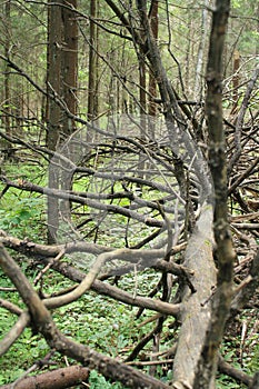 Fallen leafless tree with dry branches