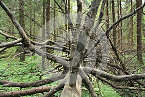 Fallen leafless tree with dry branches