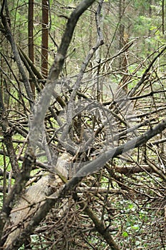 Fallen leafless tree with dry branches