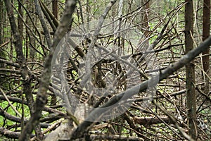 Fallen leafless tree with dry branches