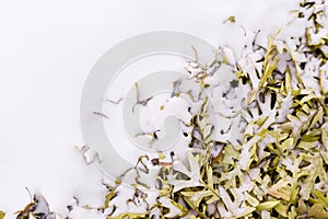 Fallen leafs and snow during winter time