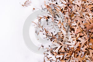 Fallen leafs and snow during winter time