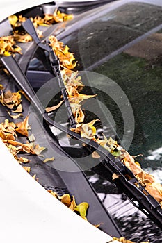 Fallen leafs to car parking under tree
