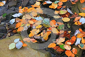 Fallen leafs on water