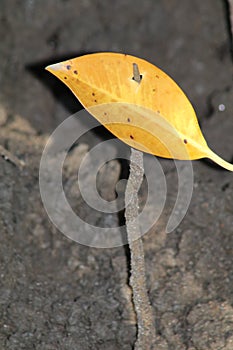 Fallen leave impaled on the air-root of a mangrove tree