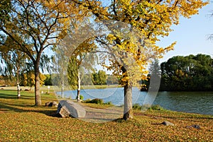 Fallen leaven in the park