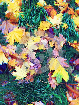 Fallen leavesÃ°Å¸ÂÂÃ°Å¸Ëâ