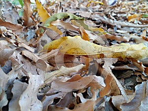 fallen leaves that accumulate on dry ground photo