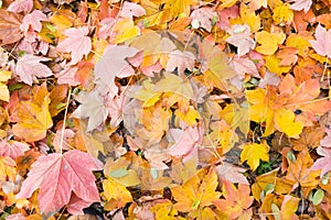Fallen leaves in autumn