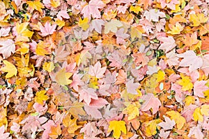 Fallen leaves in autumn