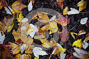 Fallen leaves of Autumn Fall. The are red yellow and brown