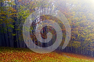 Fallen leaves in autumn forest and mysterious fog.