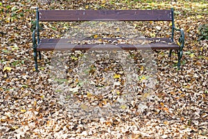 Fallen leaves, autumn