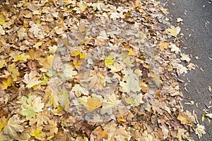 Fallen leaves, autumn