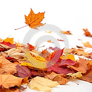 Fallen leaves autumn illustration isolated on white background photo