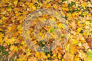 Fallen leaves in the autumn park. Autumn landscape.