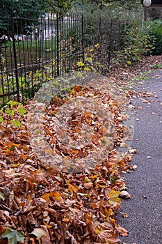 Fallen leaves in autumn on a sidewalk with a rusty grate