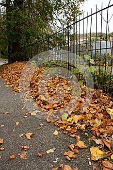 Fallen leaves in autumn on a sidewalk with a rusty grate