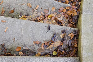 Fallen leaves, autumn