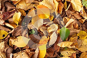 Fallen leaves background. Autumnal card
