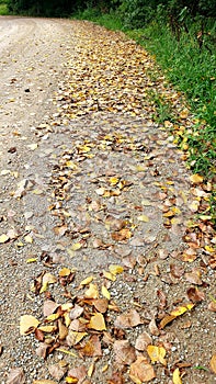 Fallen leaves on a backroad