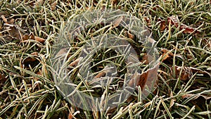 Fallen leaves. Beautiful green grass. Beautiful hoarfrost grass