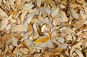 Fallen leaves