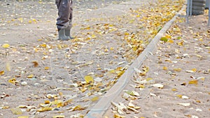 Fallen leaves blowing with the wind on asphalt road in autumn. Seasonal concept.