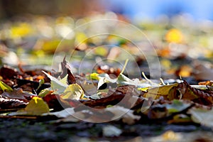 Fallen leaves on a blurred background and nobody around