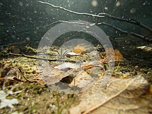 Fallen leaves and branches underwater in shallow water