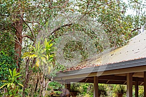 Fallen Leaves On Building Guttering In Rainforest