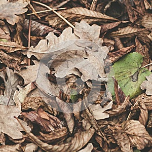 Fallen leaves of chestnut, maple, oak, acacia. Brown, red, orange and gren Autumn Leaves Background. Soft colors