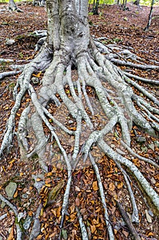 Fallen leaves on the chestnut tree roots