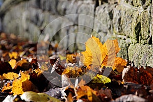 Fallen leaves at corner