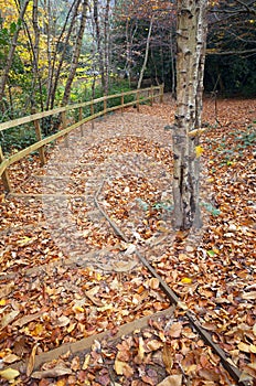 Fallen Leaves Cover Wooden Steps in a Winter Wood