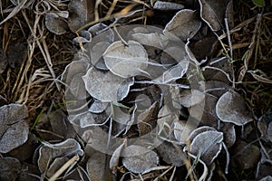 Fallen leaves covered with frost