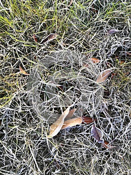 Fallen leaves covered with white frost lying on the grass