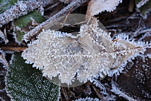 Fallen leaves in crystals of frost on frozen ground. Winter forest. Plants in ice.