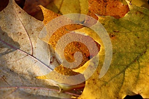 Fallen leaves in dew.