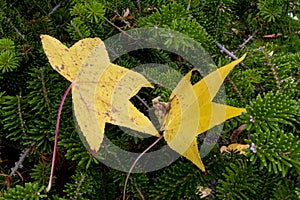 Fallen Leaves on an Evergreen Tree